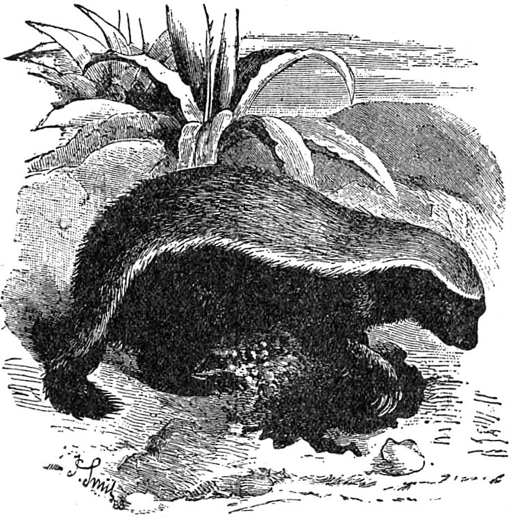 Иллюстрация из Британники