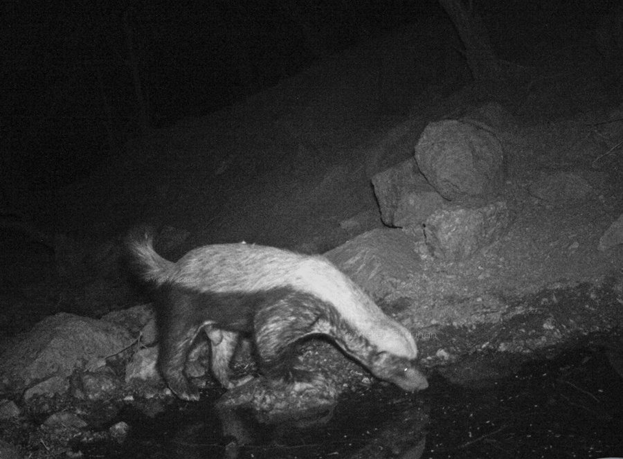 Индийский медоед пьёт воду из природного источника